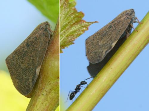 Pochazia shantungensis
